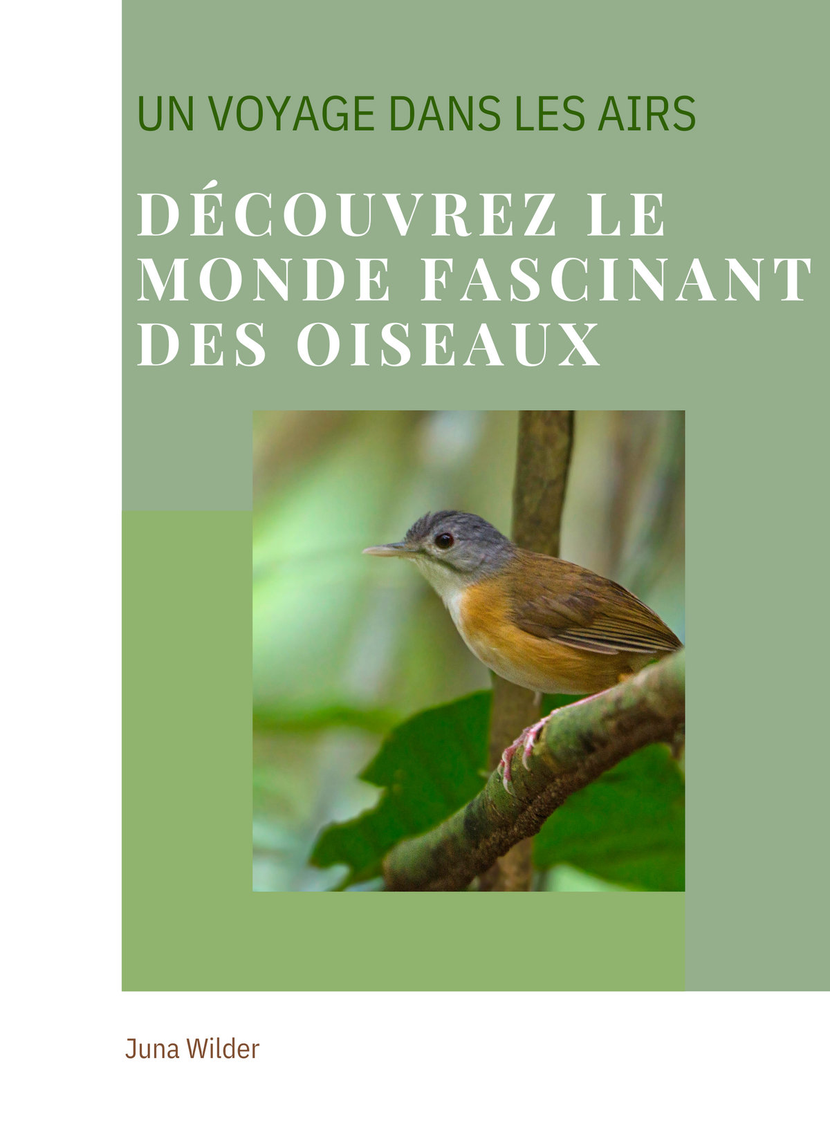 Découvrez le monde fascinant des oiseaux